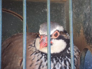 cato 1- 15 añitos pajaro de el cato con 15 celos.